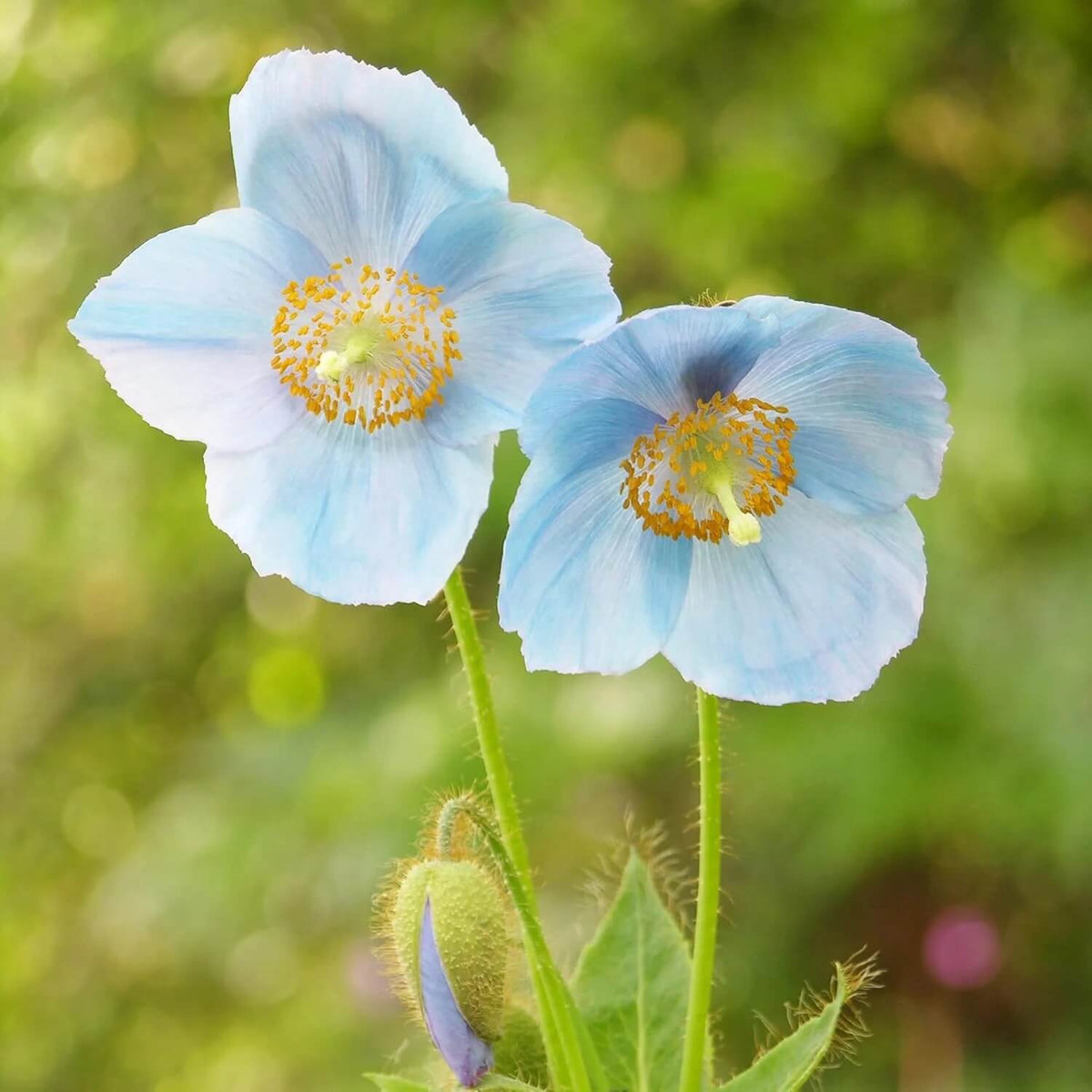Poppy Seeds – Blue