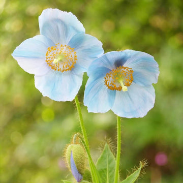 Poppy Seeds – Blue