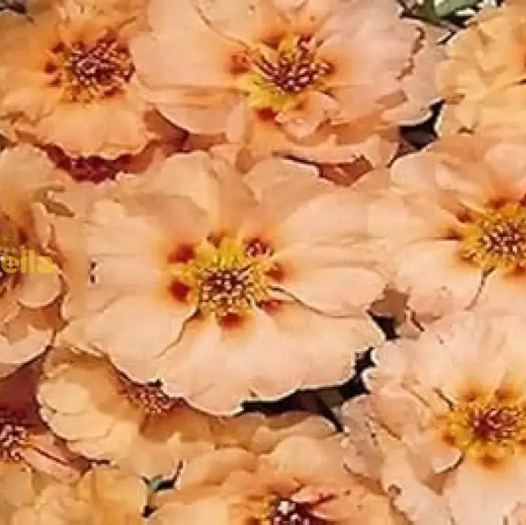 Portulaca Seeds – Cream