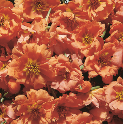 Portulaca Seeds – Cream