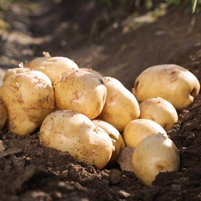 Potato Seeds - All In One For Home Gardens