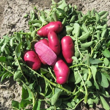Potato Seeds - Pink Purple 
