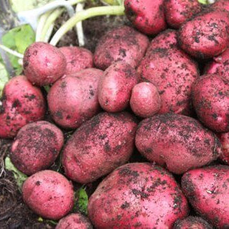 Potato Seeds – Red
