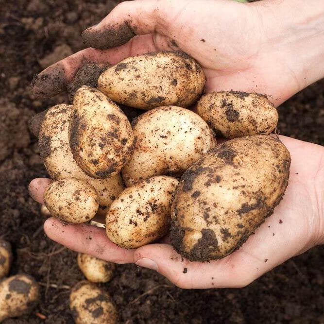 Potato Seeds For Planting