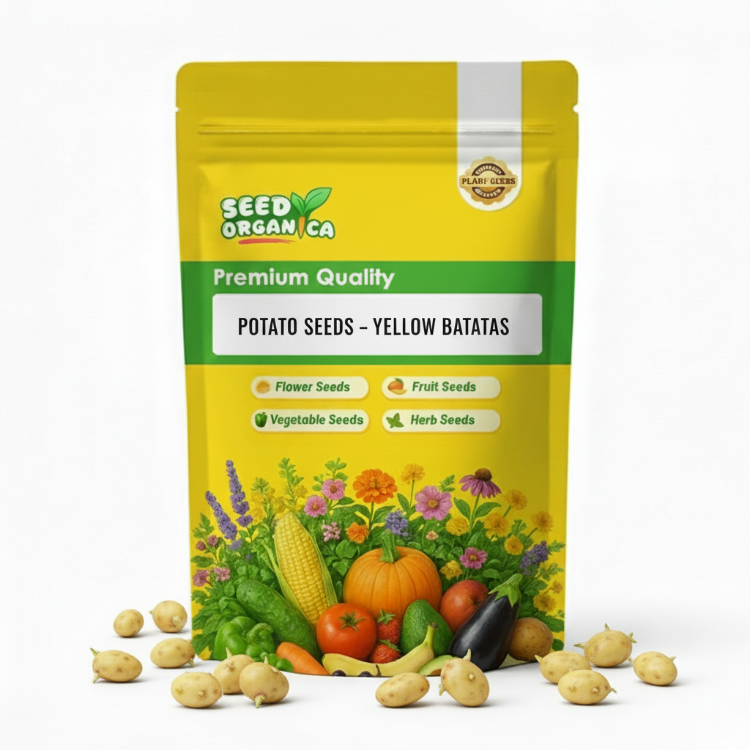 Potato Seeds – Yellow Batatas
