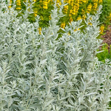 Prairie Sage Seeds - Herbal Plant