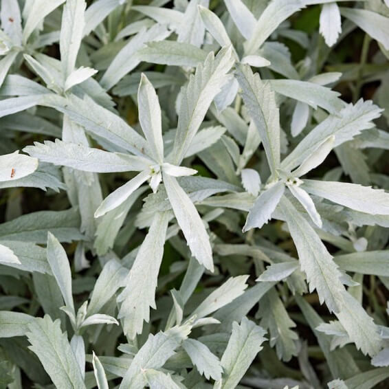 Prairie Sage Seeds - Herbal Plant