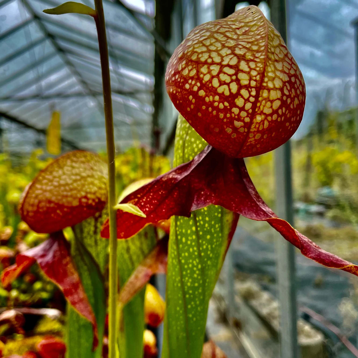 Premium Cobra Lily Seeds