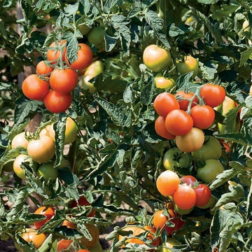 Premium Salad Tomato Seeds