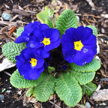 Primrose Seeds – Blue and Yellow