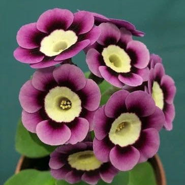 Primrose Seeds – Mini