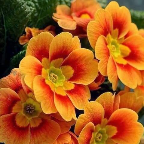 Primrose Seeds – Sun Orange