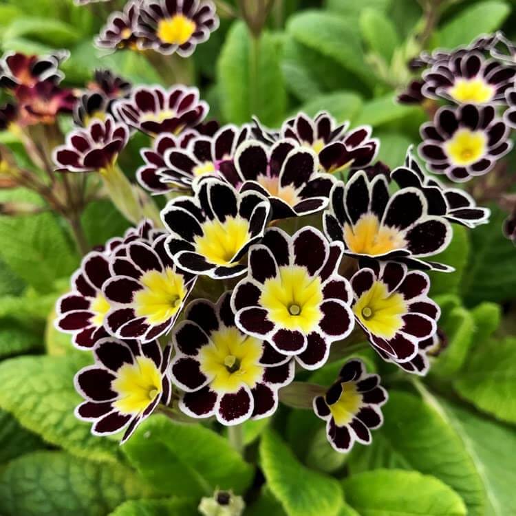 Primrose Seeds – Yellow Black