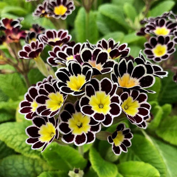 Primrose Seeds – Yellow Black