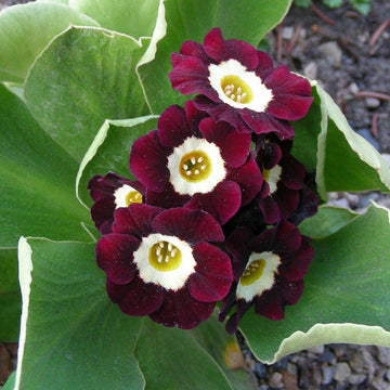 Primula Seeds – Brown Auricula 