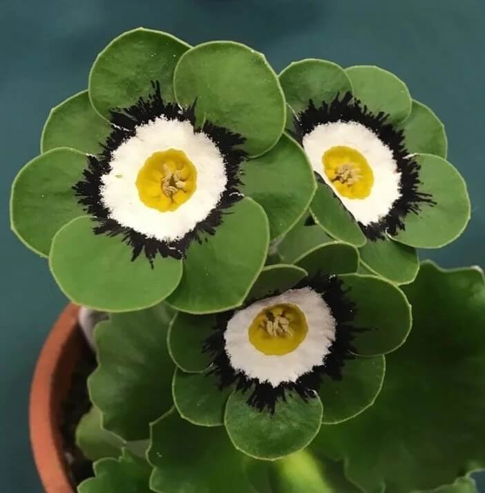 Primula Seeds – Green White