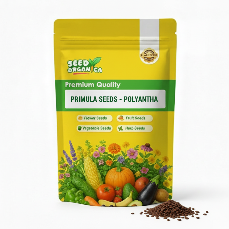 Primula Seeds - Polyantha