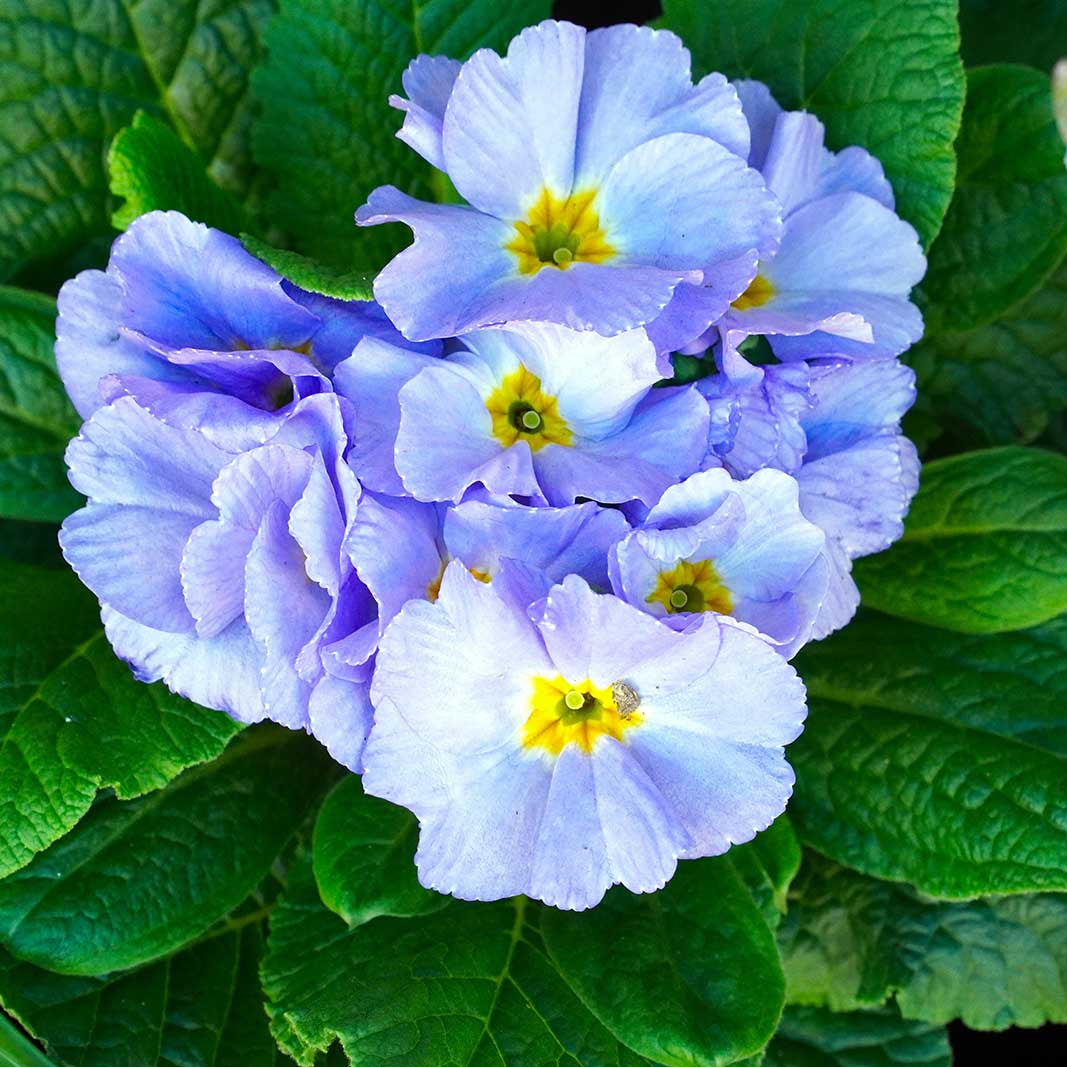 Primula Seeds – Blue
