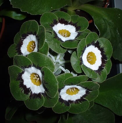 Primula Seeds – Green White