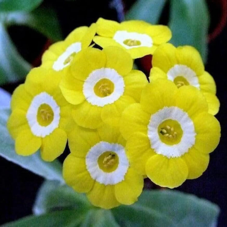 Primula Seeds – Yellow Auricula 