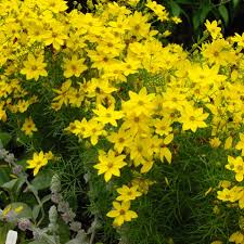 Primula Verticillata Seeds – Whorled Beauty