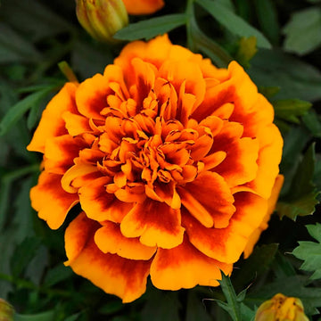 Marigold Seeds - Bonanza Flame