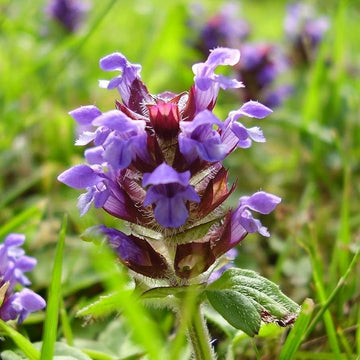 Prunella Vulgaris Seeds