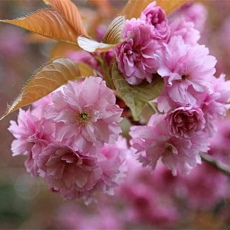 Prunus serrulata Seeds – Japanese