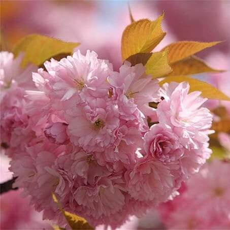 Prunus serrulata Seeds – Japanese