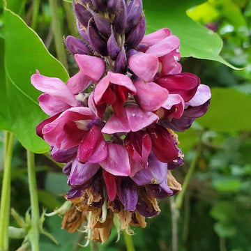 Pueraria Lobata Kudzu Seeds 