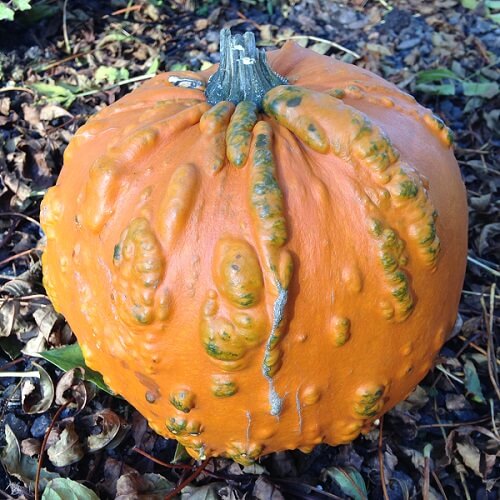 Pumpkin Seeds – Orange Knucklehead 