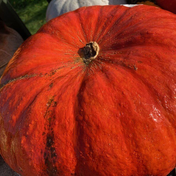 Pumpkin Seeds – Bright Red 