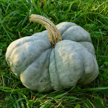 Pumpkin Seeds – Gray Triamble