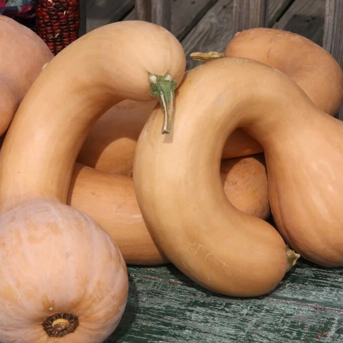 Pumpkin Seeds – Neck