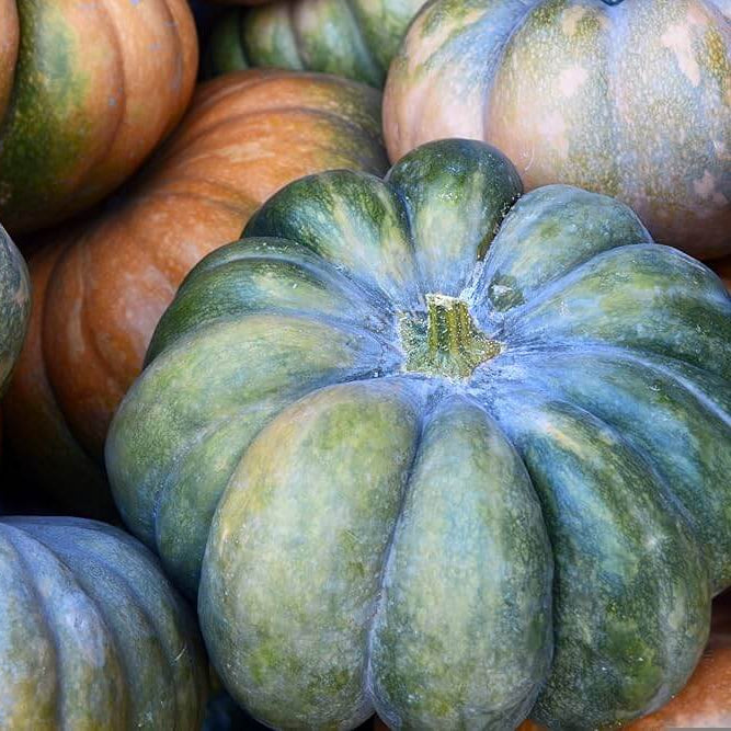 Pumpkin Seeds – Zucchini Aspn-RAN