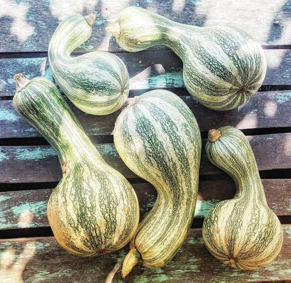 Pumpkin Seeds – Cushaw 