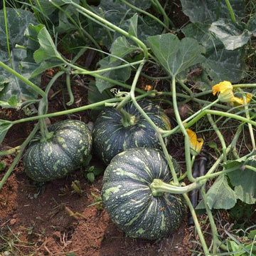 Pumpkin Seeds - Vegetable Plant for Home Gardens