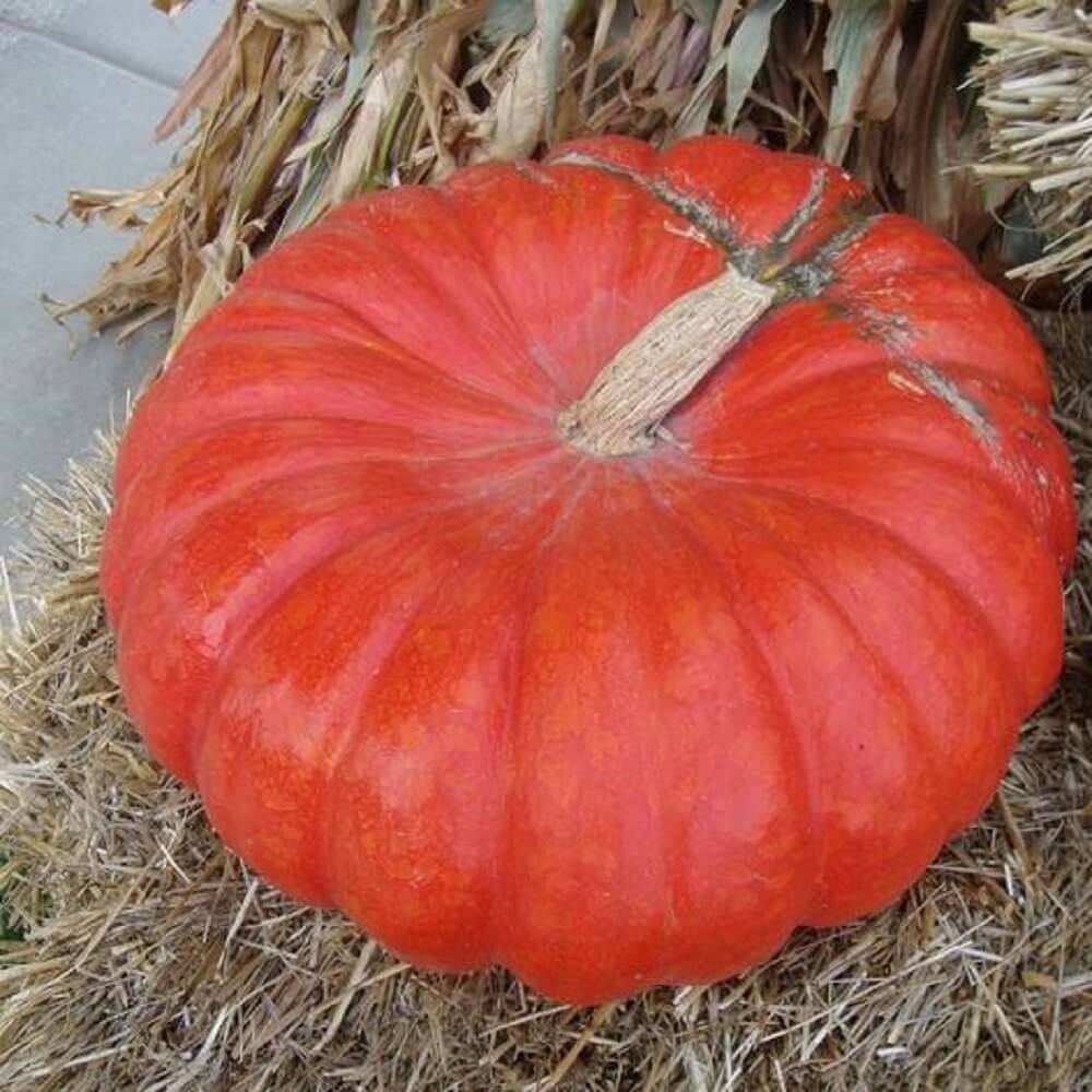 Pumpkin Seeds – Bright Red 