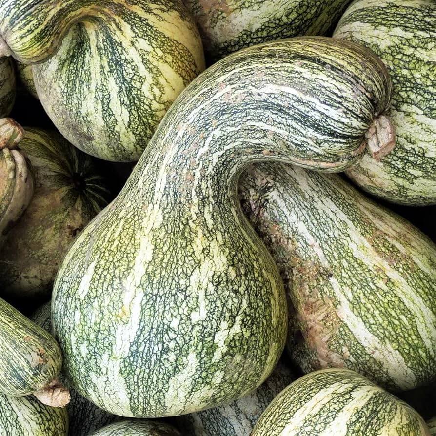 Pumpkin Seeds – Cushaw 