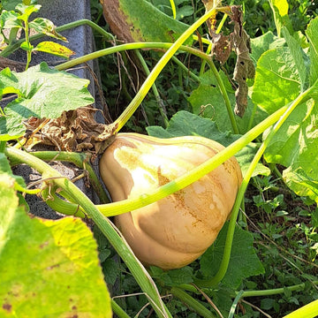 Pumpkin Seeds – Seminole 