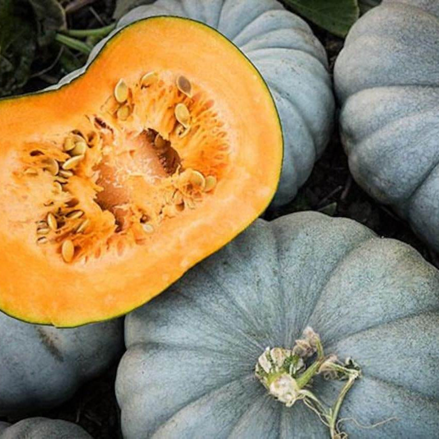 Pumpkin Seeds – Bonsai Large