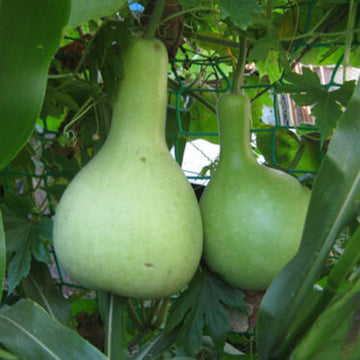 Pumpkin Seeds – Bottle 