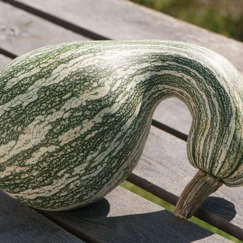 Pumpkin Seeds – Cushaw 