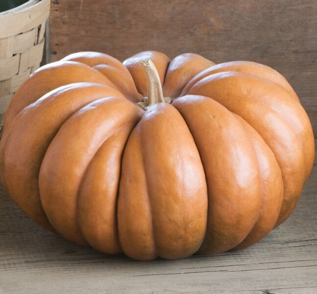 Pumpkin Seeds – Fairytale