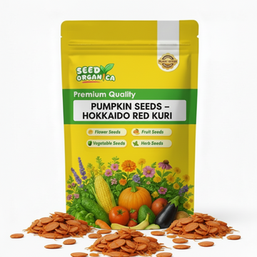 Pumpkin Seeds – Hokkaido Red Kuri