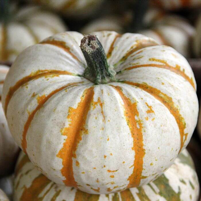 Pumpkin Seeds – Lil' Pump Ke Mo 

