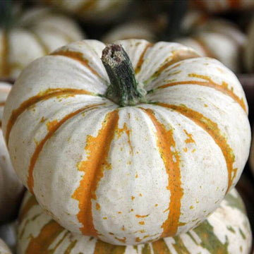 Pumpkin Seeds – Lil' Pump Ke Mo 


