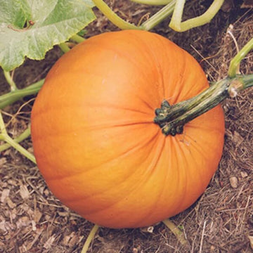 Pumpkin Seeds – Mammoth Gold