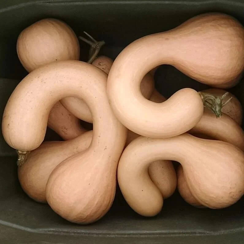 Pumpkin Seeds – Neck
