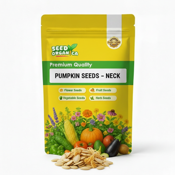 Pumpkin Seeds – Neck